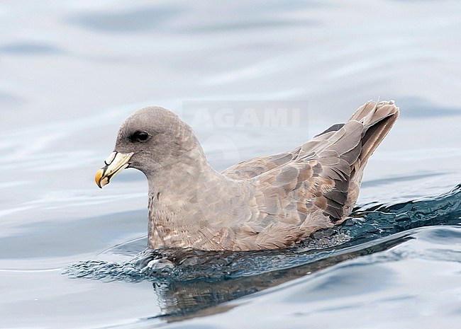 Pacific Fulmar (Fulmarus glacialis auduboni ) during autumn migration off the coast of California, USA. Swimming at sea. stock-image by Agami/Marc Guyt,