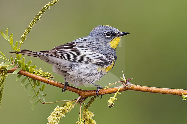 Adult male breeding
Riverside Co., CA
April 2012 stock-image by Agami/Brian E Small,