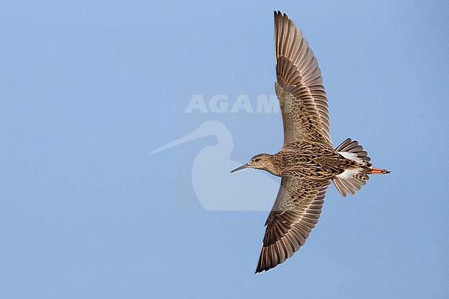 Ruff (Philomachus pugnax), adult in flight stock-image by Agami/Saverio Gatto,