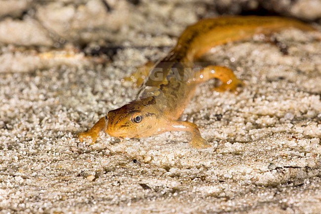 Kleine watersalamander; Smooth Newt stock-image by Agami/Theo Douma,