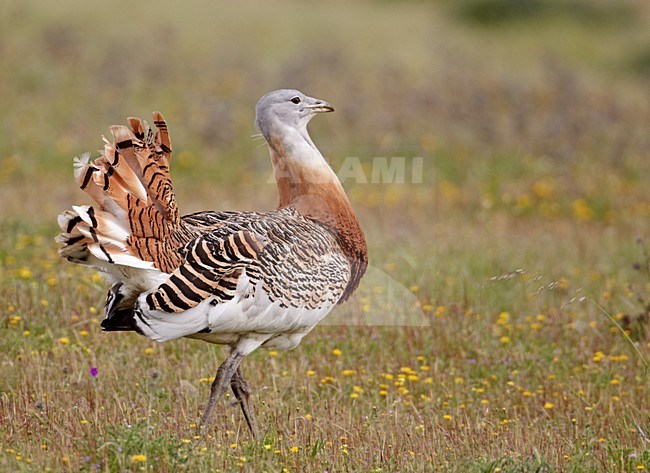 Mannetje Grote trap; Male Great Bustard stock-image by Agami/Markus Varesvuo,