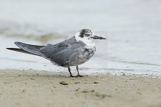 Adult American Black Tern (Chlidonias niger surinamensis) in transition to breeding plumage on beach at Galveston County, Texas, USA, in April 2016. stock-image by Agami/Brian E Small,