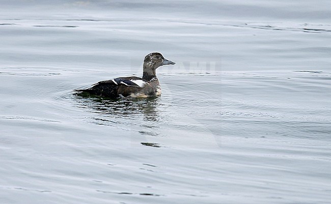 Eclips male Steller's Eider (Polysticta stelleri) swimming in harbour in northern Finland. stock-image by Agami/Dick Forsman,