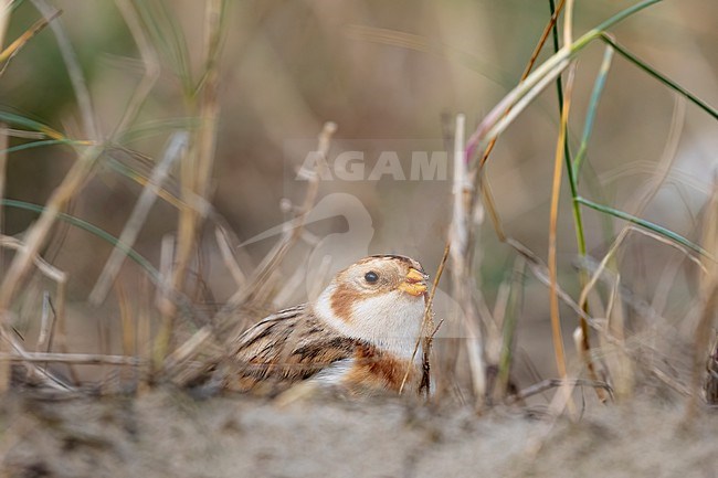A Snow Bunting (Plectrophenax nivalis) is foraging on the ground in a forest of grass along the colast stock-image by Agami/Jacob Garvelink,