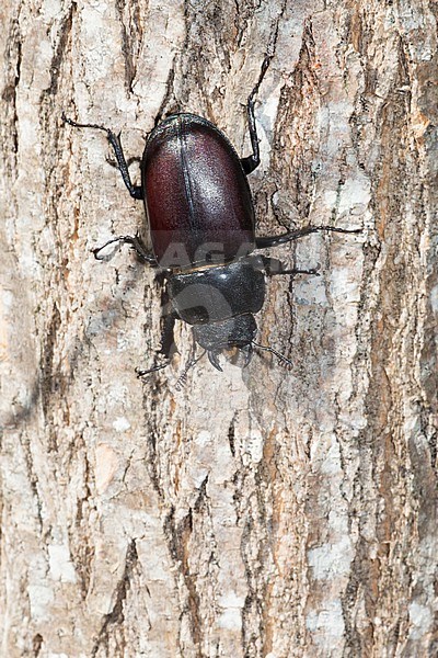 Female stag beetle sitting on a tree stock-image by Agami/Theo Douma,
