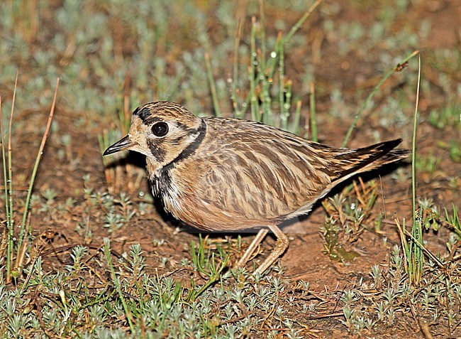 Inland Dotterel (Peltohyas australis) photographed during the night in arid Australia. stock-image by Agami/Pete Morris,