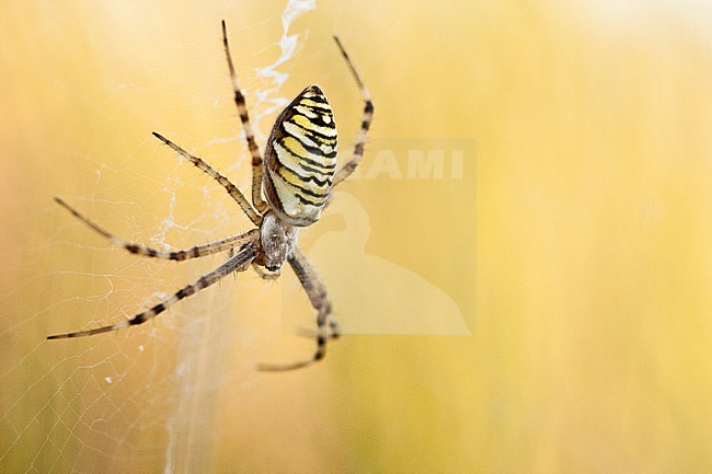Wasp spider (Argiope bruennichi) in spiders web stock-image by Agami/Caroline Piek,