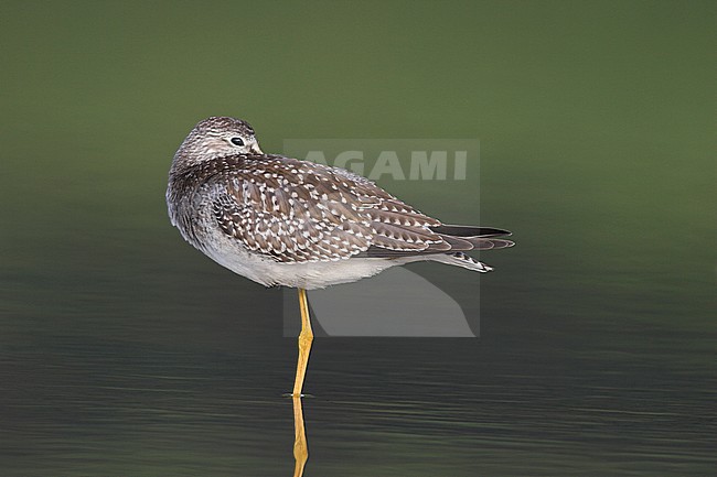  stock-image by Agami/Glenn Bartley,