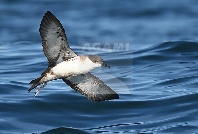 Great Shearwater (Ardenna gravis) is a species confined to the Atlantic Ocean. stock-image by Agami/Eduard Sangster,
