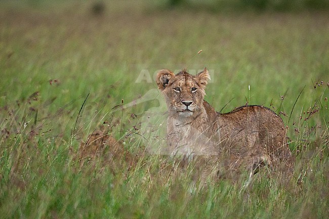 Portrait of a young lion, Panthera leo, in tall grass. Masai Mara National Reserve, Kenya. stock-image by Agami/Sergio Pitamitz,