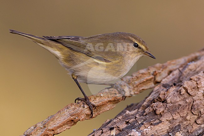 LuÃ¬ piccolo; Common Chiffchaff; Phylloscopus collybita stock-image by Agami/Daniele Occhiato,