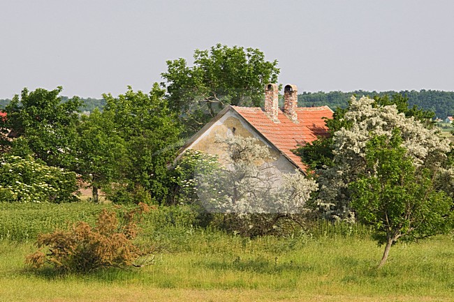 Boerderij in Hortobagy; Farm at Hortobagy stock-image by Agami/Marc Guyt,