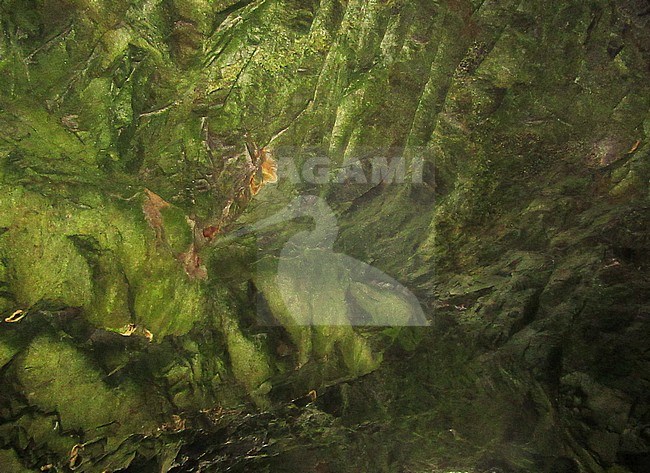 Detail of a steep cliff face on The Snares, Subantarctic New Zealand. Showing part of the rock formation just above the water edge, fully covered in algea. stock-image by Agami/Marc Guyt,