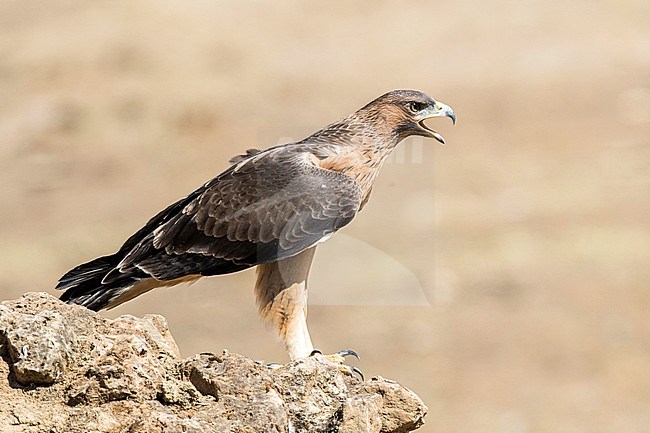 Immature Bonelli's Eagle, Aquila fasciata in Cordoba (Spain). stock-image by Agami/Oscar Díez,