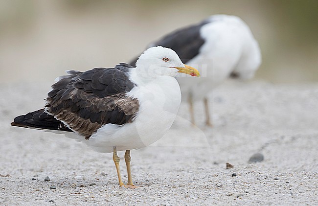 Lesser Black-backed Gull - Heringsmöwe - Larus fuscus ssp. intermedius, Germany, 3rd cy stock-image by Agami/Ralph Martin,