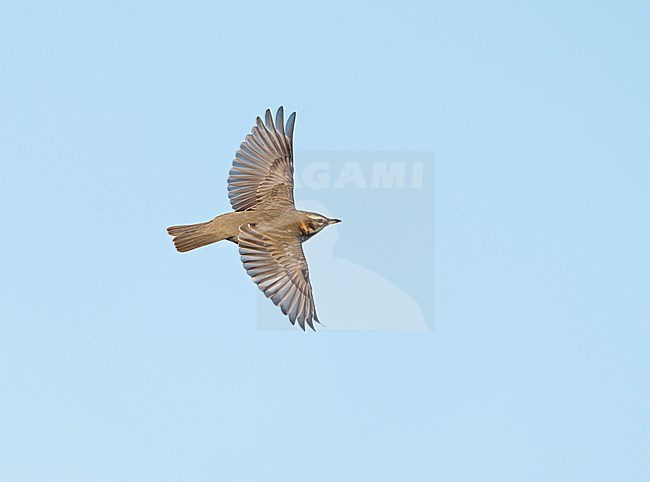 Flying, migrating Redwing (Turdus iliacus) in blue sky showing upperparts stock-image by Agami/Ran Schols,
