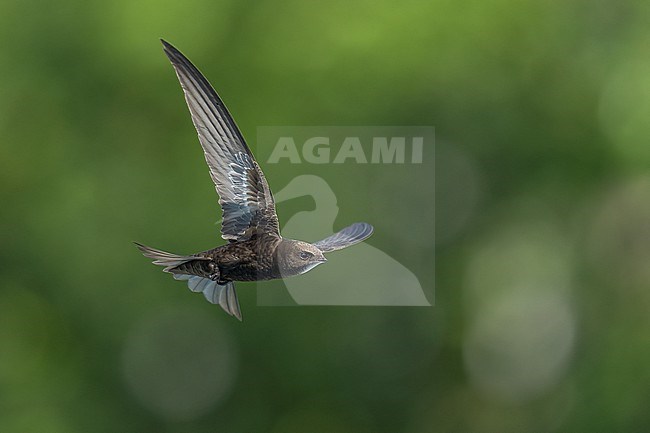 Common Swift (Apus apus) flying agains green background in Bulgaria. stock-image by Agami/Marcel Burkhardt,