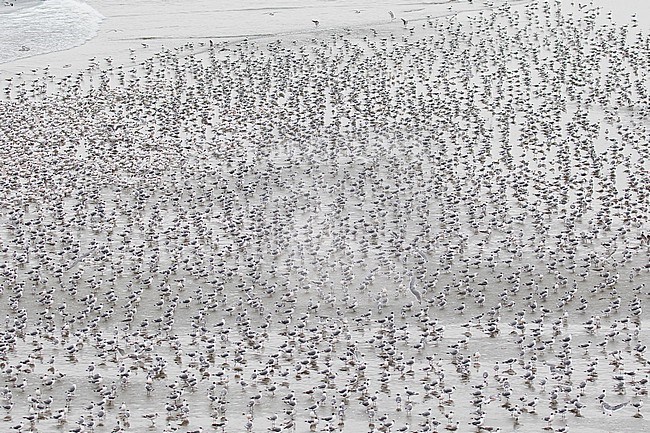 Huge wintering flock of Franklin's Gulls (Leucophaeus pipixcan) on a beach in northern Peru. stock-image by Agami/Pete Morris,