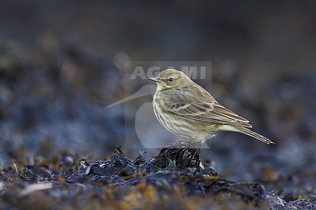 Eastern Rock Pipit (Anthus petrosus littoralis), side view of a bird perched on seaweed, Finland stock-image by Agami/Kari Eischer,