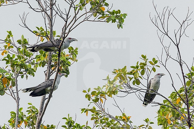 Channel-billed Cuckoo (Scythrops novaehollandiae) in West Papua, Indonesia. stock-image by Agami/Pete Morris,