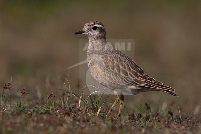 Morinelplevier op trek; Migrant Eurasian Dotterel stock-image by Agami/Arnold Meijer,