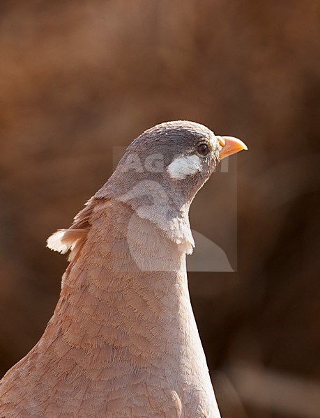 Mannetje Arabische Woestijnpatrijs; Male Sand Partridge stock-image by Agami/Markus Varesvuo,
