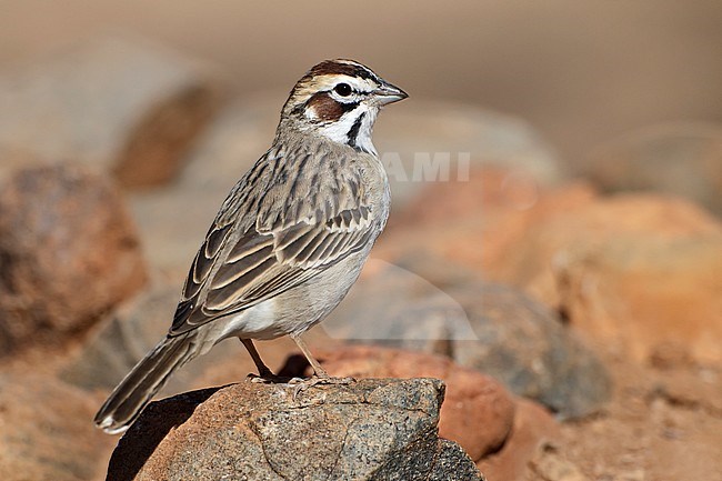 Adult 
Pima Co., AZ 
April 2011 stock-image by Agami/Brian E Small,