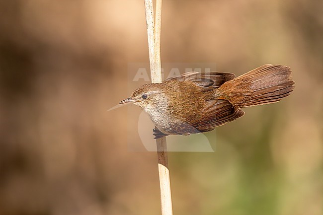 Cetti's Warbler free on a reed stem stock-image by Agami/Onno Wildschut,