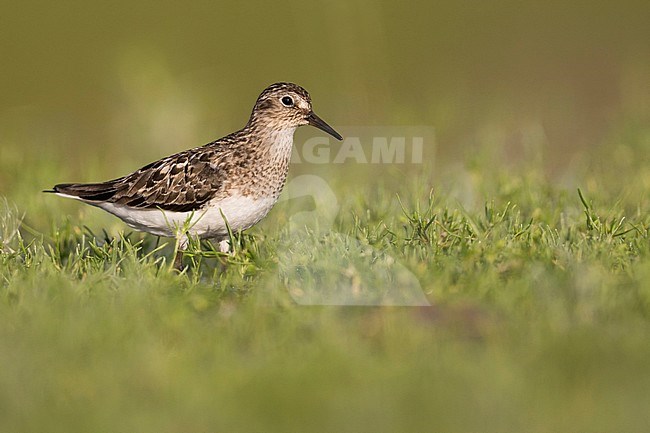 Temminck's Stint - Temminckstrandläufer - Calidris temminckii, Germany, breeding plumage stock-image by Agami/Ralph Martin,