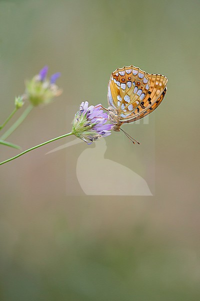 High brown fritillary, Argynnis adippe stock-image by Agami/Theo Douma,