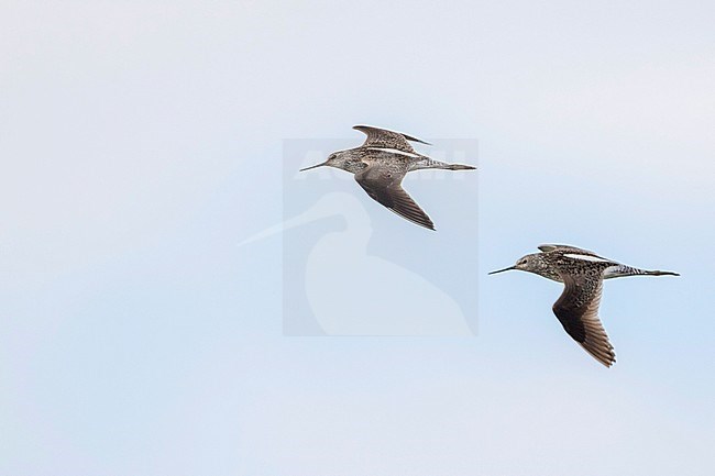 Marsh Sandpiper - TeichwasserlÃ¤ufer - Tringa stagnatilis, Russia (Tscheljabinsk), adult, breeding plumage stock-image by Agami/Ralph Martin,
