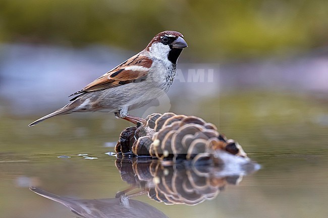 Male Italian Sparrow (Passer italiae) in Italy. stock-image by Agami/Daniele Occhiato,