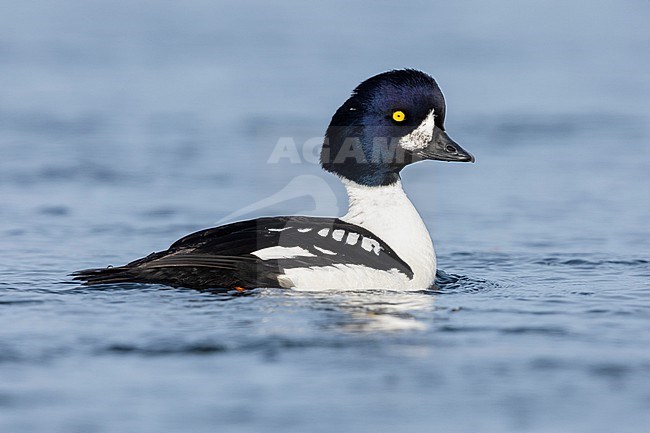 Barrow's Goldeneye (Bucephala islandica), side view of an adult male swimming in the water, Northeastern Region, Iceland stock-image by Agami/Saverio Gatto,