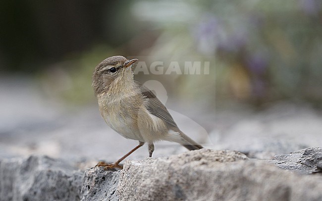 Canary Islands Chiffchaff (Phylloscopus canariensis canariensis) perched on a rock at Tenerife, Canary Islands, Spain stock-image by Agami/Helge Sorensen,