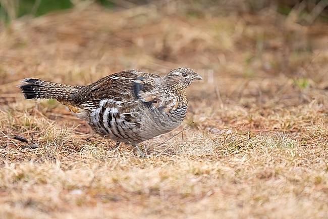 Adult male
Mackinac Co., MI
April 2025 stock-image by Agami/Brian E Small,