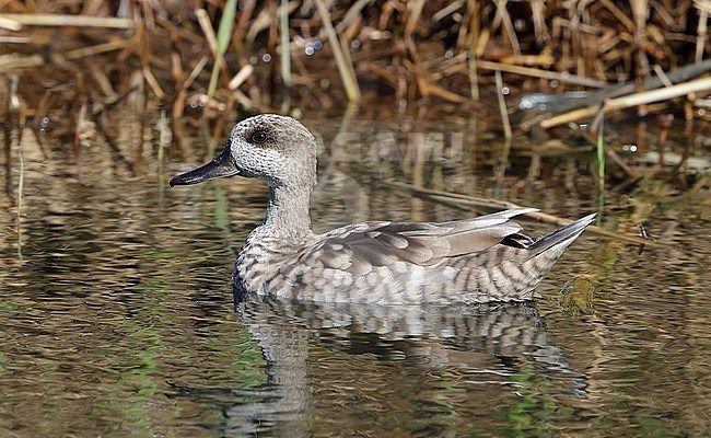 Marbled Duck (Marmaronetta angustirostris) swimming in lake near at Hyeres in France. stock-image by Agami/Aurélien Audevard,