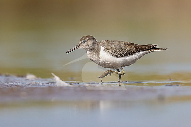 Juvenile Common Sandpiper walking fast through the mud stock-image by Agami/Onno Wildschut,
