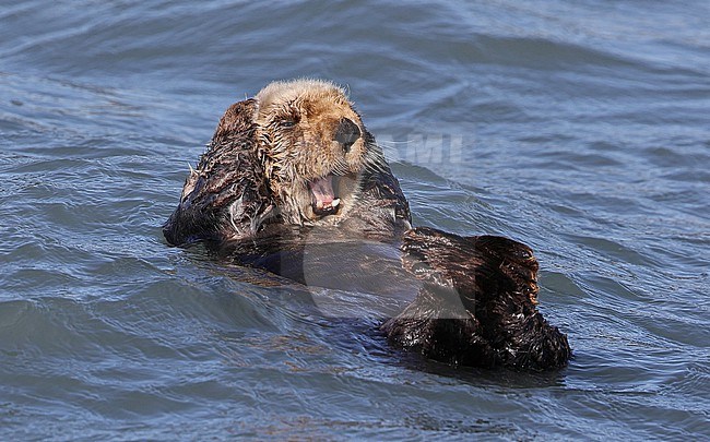 Sea otter (Enhydra lutris)  taken the 22/06/2022 at Seaward - Alaska - USA stock-image by Agami/Aurélien Audevard,