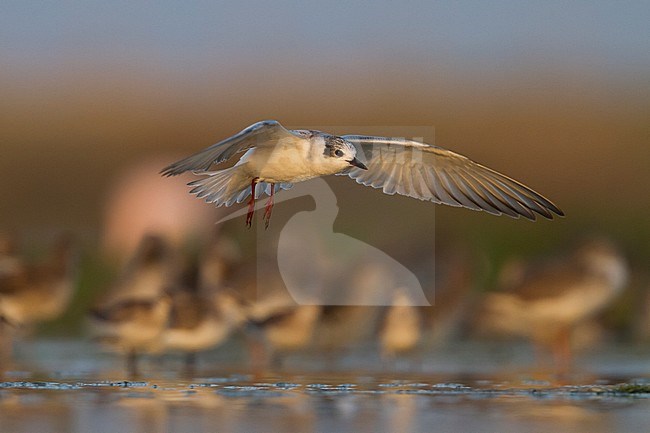 White-winged Tern - Weissflügel-Seeschwalbe - Chlidonias leucopterus, Oman stock-image by Agami/Ralph Martin,