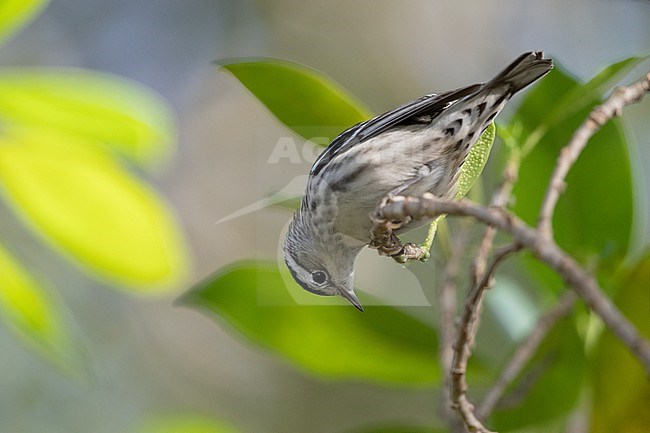 Female Black-and-white Warbler (Mniotilta varia) at Key West, Florida, USA stock-image by Agami/Helge Sorensen,