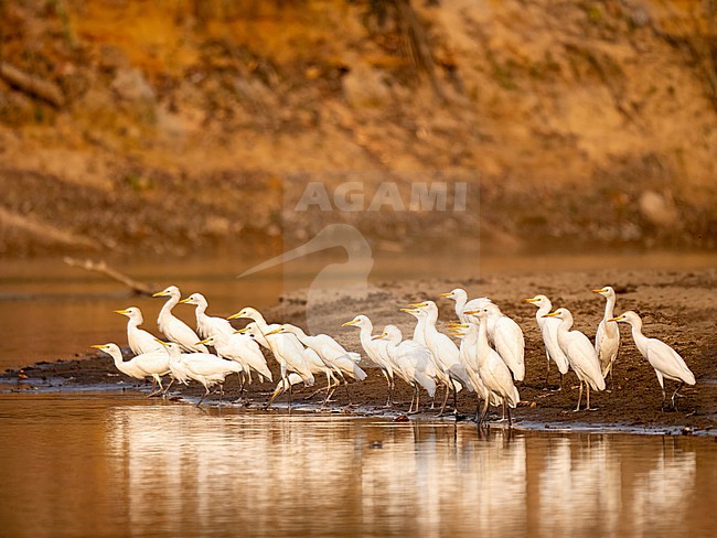 Cattle egret, Bubulcus ibis. A group of 22 birds, preparing to fly away, along the riverside. stock-image by Agami/Hans Germeraad,