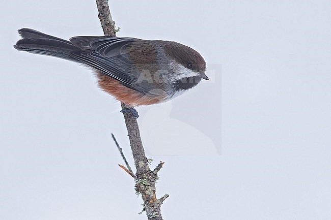 Boreal Chickadee (Poecile hudsonicus )Perched on a branch in Minnesota stock-image by Agami/Dubi Shapiro,