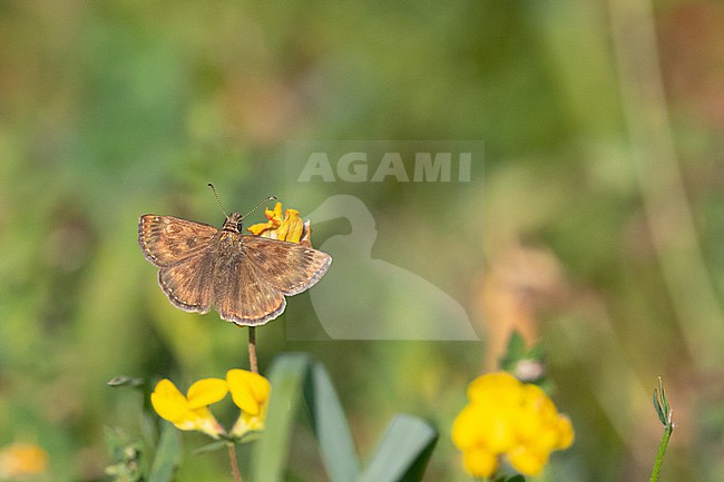 Dingy Skipper (Erynnis tages) hanging on a yellow flower, with a green background, in Brittany, France. stock-image by Agami/Sylvain Reyt,