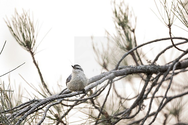 Corsican Nuthatch - Korsenkleiber - Sitta whiteheadi, France (Corsica), adult, male stock-image by Agami/Ralph Martin,