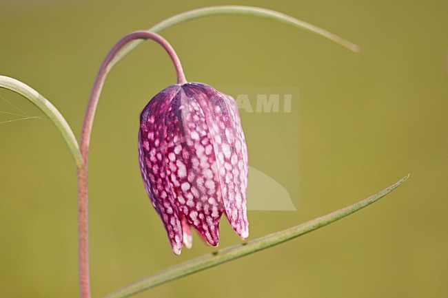 Kievitsbloem, Fritillaria meleagris stock-image by Agami/Theo Douma,