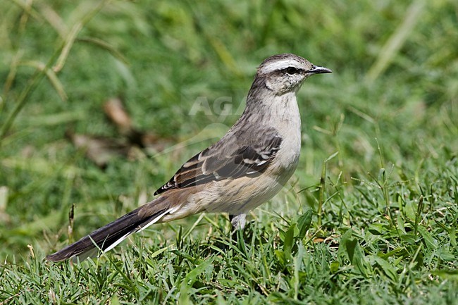 Camposspotlijster op de grond; Chalk-browed Mockingbird on the ground stock-image by Agami/Marc Guyt,