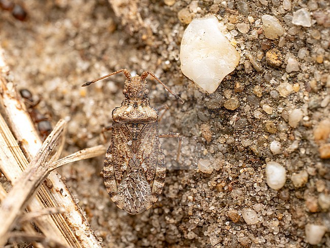 Fallén's leatherbug lives on Erodium cicutarium stock-image by Agami/Arnold Meijer,
