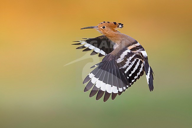 Eurasian Hoopoe (Upupa epops) in Italy. stock-image by Agami/Daniele Occhiato,