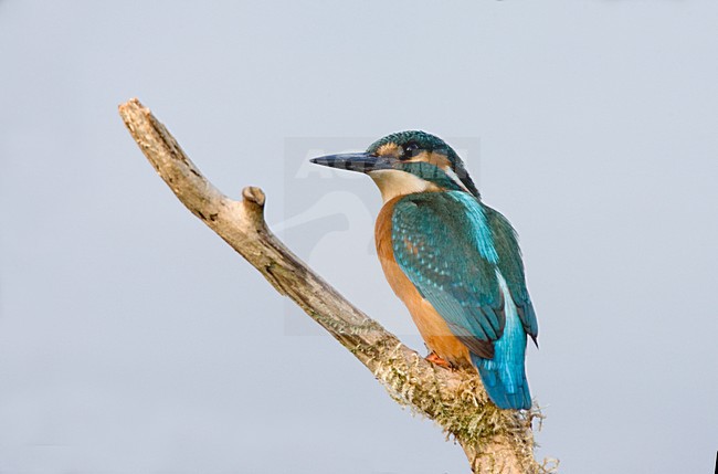 IJsvogel zittend op tak; Common Kingfisher perched on a branch stock-image by Agami/Marc Guyt,