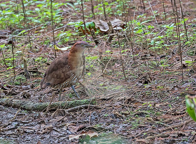 Wintering Japanese Night Heron (Gorsachius goisagi) in the Philippines. stock-image by Agami/Pete Morris,